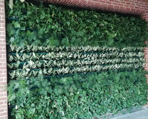 کاور گیاهان دیوار سبز