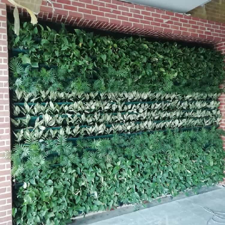 کاور گیاهان دیوار سبز