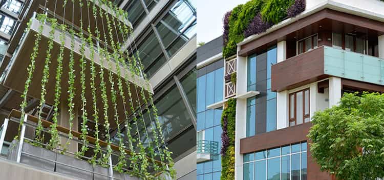 انواع نمای سبز مورد استفاده برای ساختمان