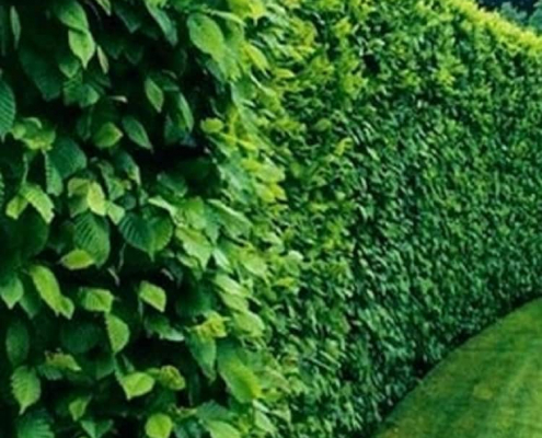 ایجاد فنس سبز با استفاده از گیاهان متنوع کاور