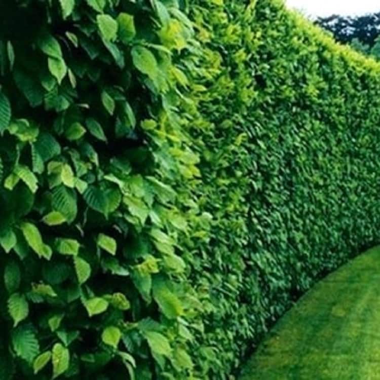 ایجاد فنس سبز با استفاده از گیاهان متنوع کاور