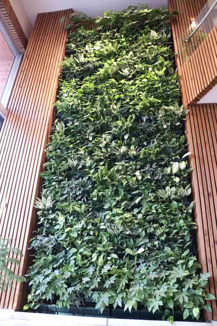 استفاده از گیاهان طبیعی در دیوار سبز طبیعی